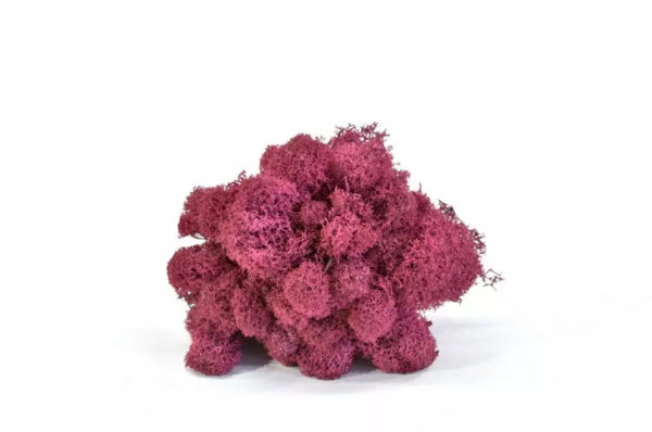 Stabilizovaný lišajník magenta