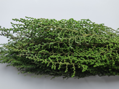 Stabilizovaná rástlina Stoebe – farba zelená