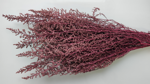 Stabilizovaná rástlina Stoebe – farba červená
