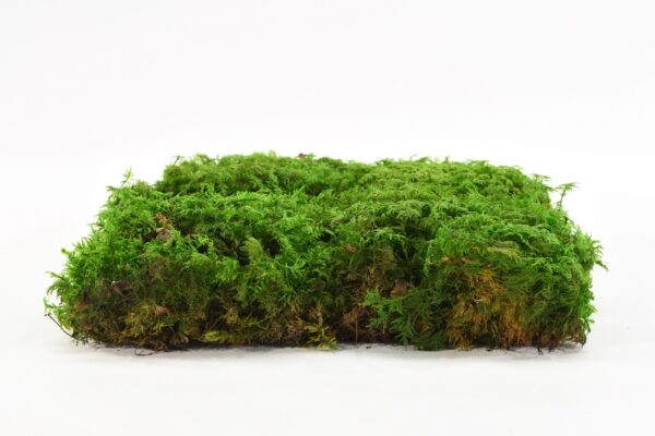 FERN MOSS