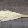 stabilizovana rastlina