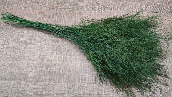stabilizovana rastlina