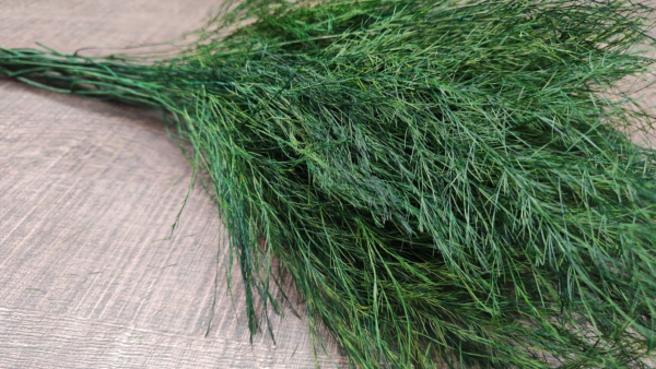stabilizovana rastlina
