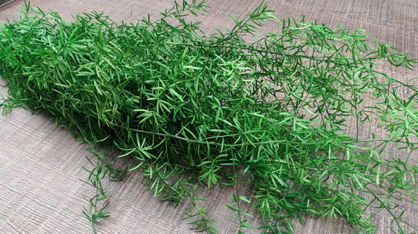 stabilizovana rastlina