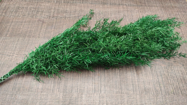 stabilizovana rastlina