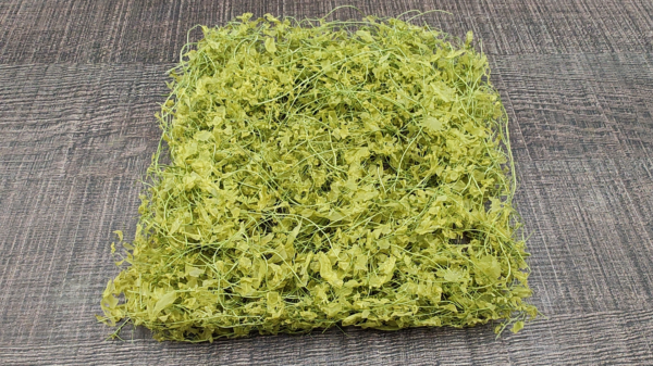 stabilizovana rastlina