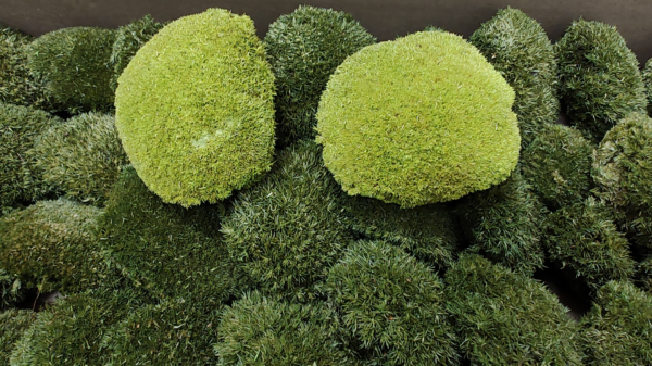 ball moss