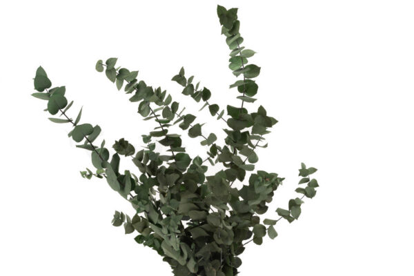 Eukalyptus