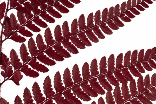 papraď leather