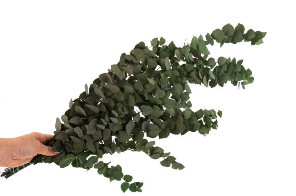 Eukalyptus