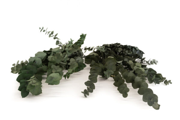 Eukalyptus