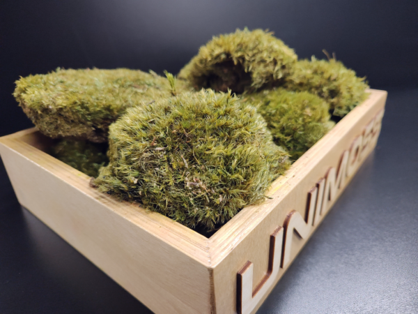 mood moss
