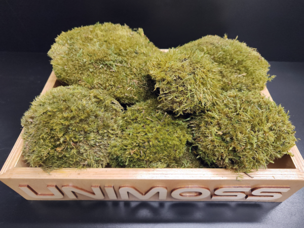 mood moss